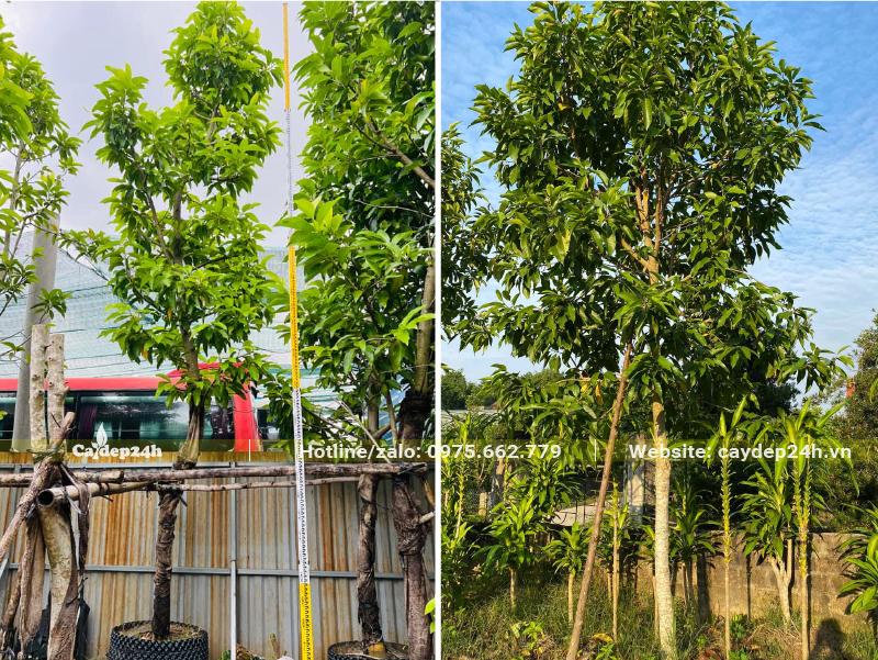 Vườn dâm ủ cây hoa ngọc lan 1 năm, tay cành đang ra lá và chồi non
