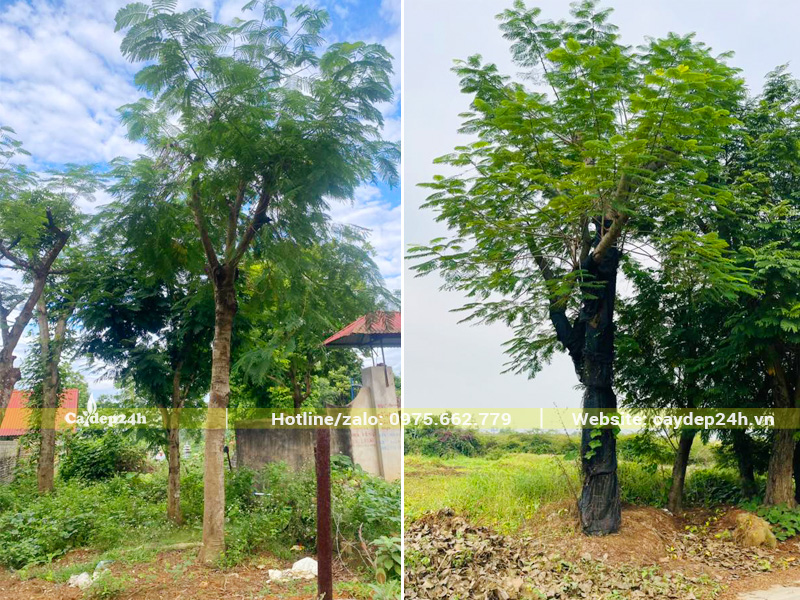 Hình ảnh cây hoa phượng vĩ cổ thụ đánh thằng và cây đã dâm ủ lâu năm