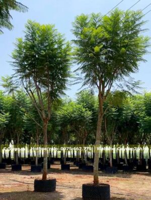 Phượng Tím công trình đường kính bầu khoảng 50cm