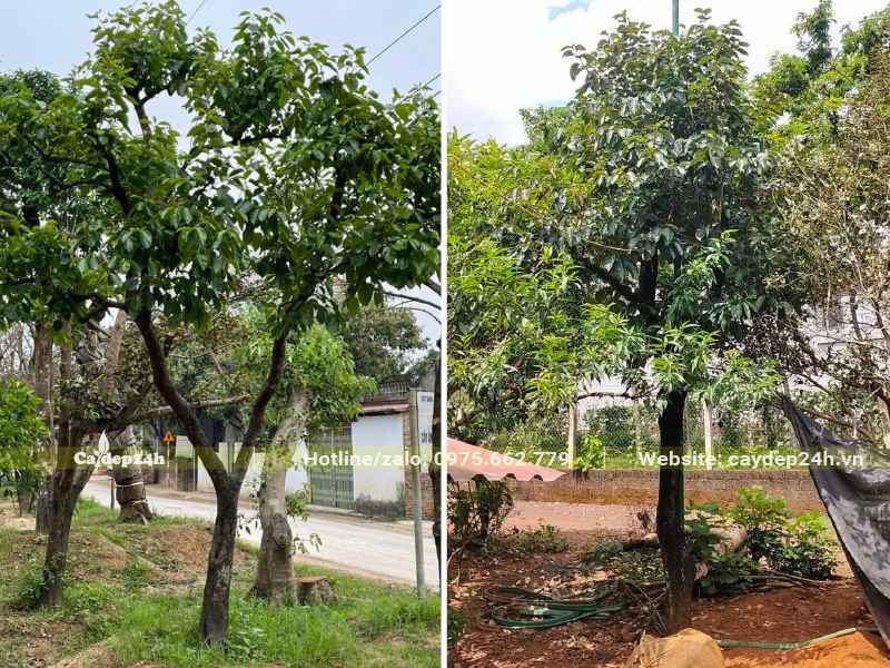Cây Hồng Ngâm cổ thụ, trồng nhiều năm trong vườn nhà