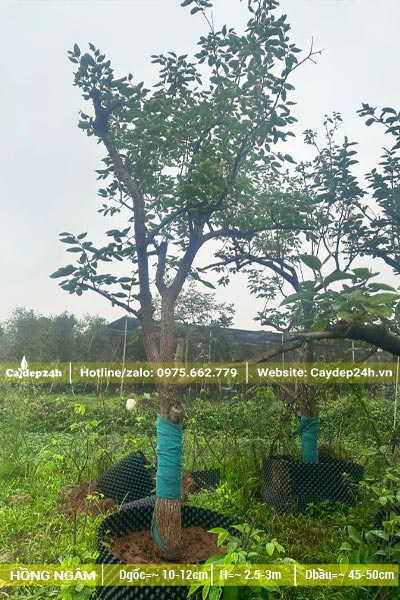 Dâm ủ số lượng lớn cây Hồng Ngâm lâu năm trong bầu nổi