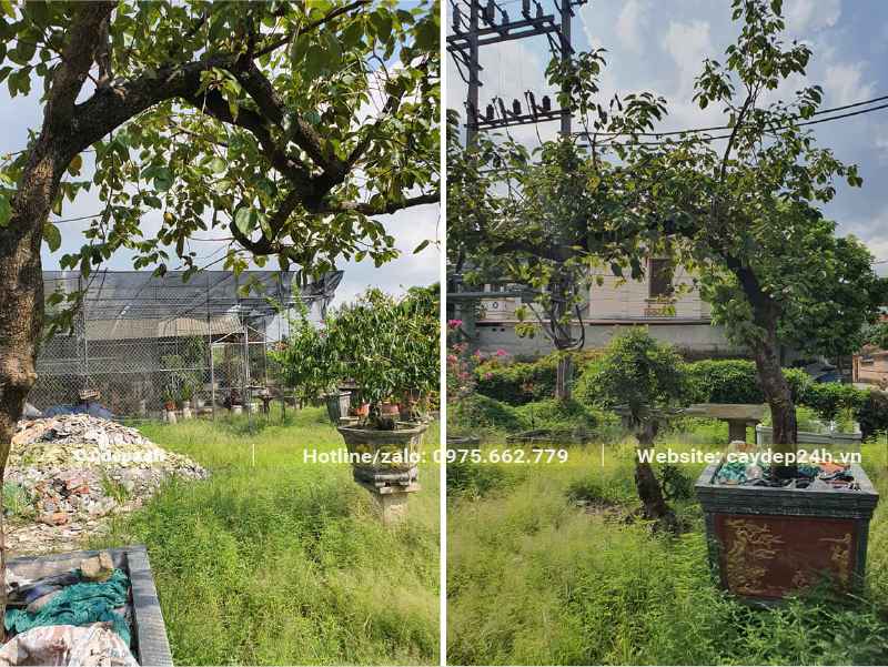 Hồng Ngâm trồng chậu, tạo dáng bonsai đẹp
