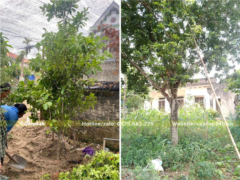 Trồng cây bóng mát sân vườn, dáng cao lớn, tán lá rộng