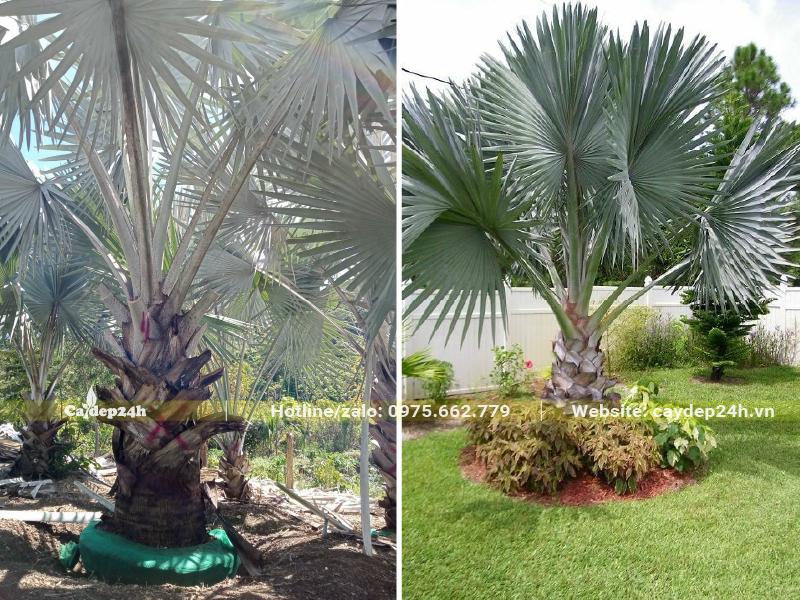 Trồng cây Kè Bạc trong sân vườn biệt thự phong cách châu Âu