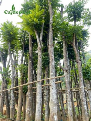 Cây Lát Hoa thẳng đẹp, đường kính thân 15cm đo cách gốc 1m