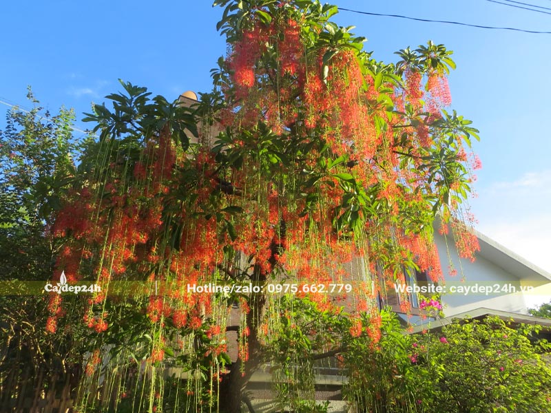 Tán cây Lộc Vừng công trình treo đầy những chuỗi hoa đỏ rực rỡ