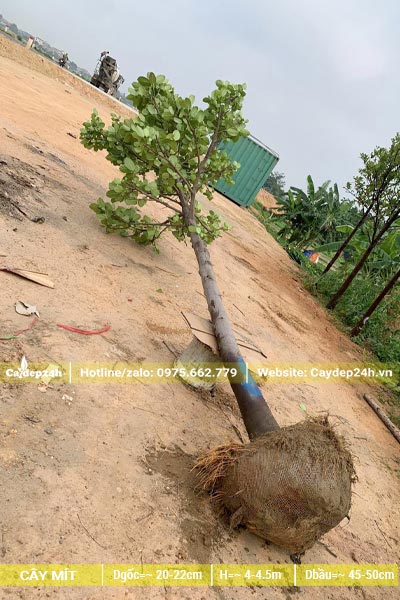 Bứng cây Mít dâm ủ lâu năm, chiều cao khoảng 4 - 4,5m