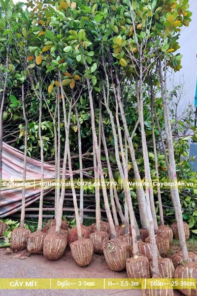 20 cây Mít giống cao 2,5m đang chuẩn bị vỡ tán