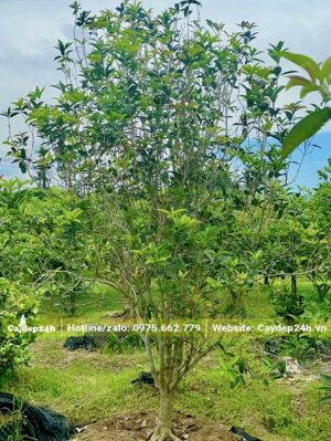 Vườn dưỡng hàng trăm cây Mộc Ta cao 2,5m