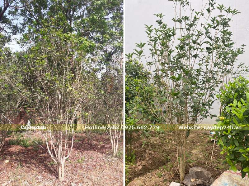Khu vườn trồng nguyên Mộc Hương lâu năm, đường kính gốc 5 - 7cm