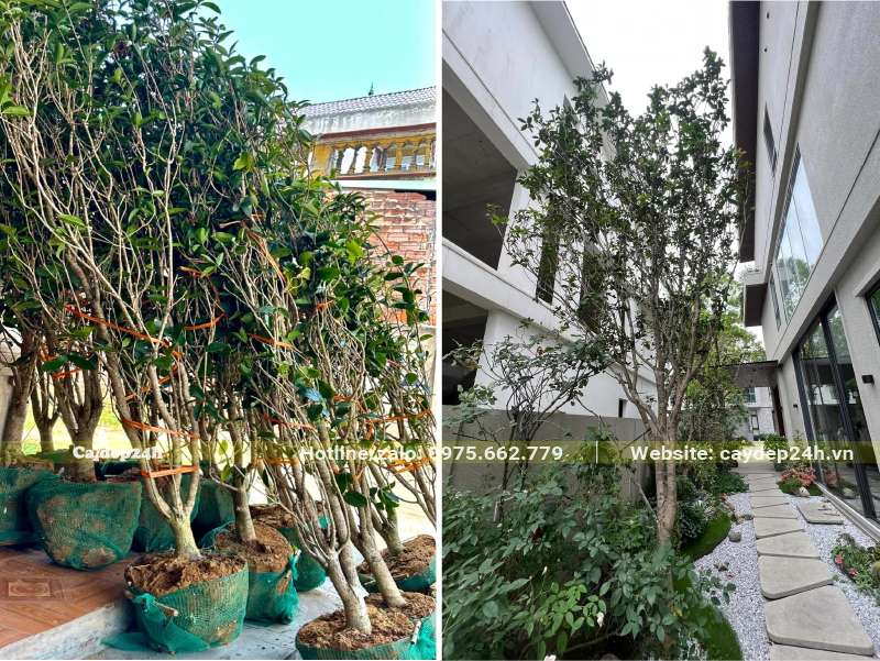 Thi công trồng cây Mộc Hương trong sân vườn biệt thự hiện đại