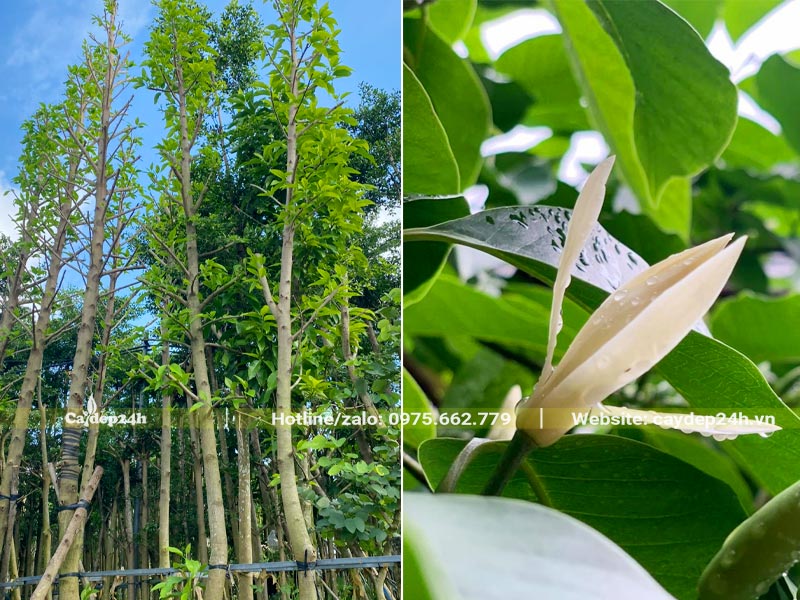 Cây Ngọc Lan dâm ủ nhiều năm, chiều cao khoảng gần 7m, đường kính thân 15cm trở lên
