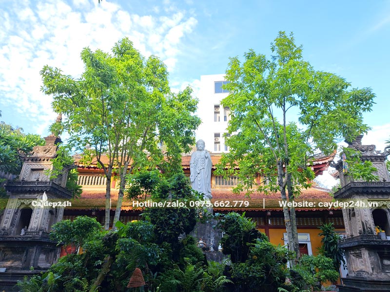 Hai cây Ngọc Lan trồng ở hai bên tượng của Đức Phật Thích Ca Mâu Ni tại một ngôi chùa ở Hải Phòng