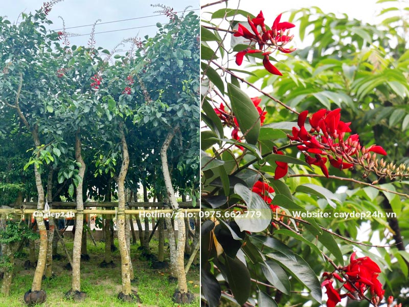 Vườn dâm ủ cây Osaka đỏ công trình đường kính gốc 8 - 10cm