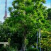 Cây Phượng Tím công trình trồng trên một tuyến phố ở Hà Nội