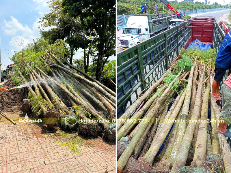Xe đang chuyển cây Phượng Vĩ công trình từ vườn dâm ủ ra điểm tập kết