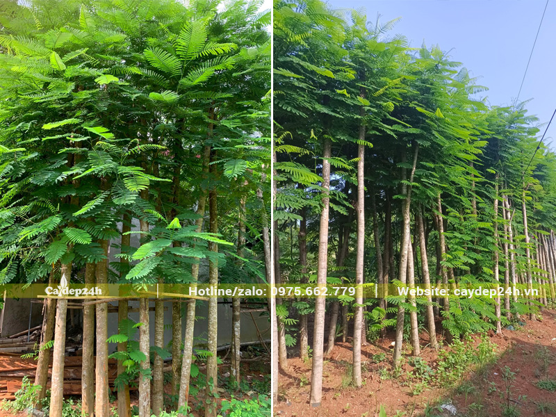 Vườn phượng vĩ đường kính gốc 8 - 10cm