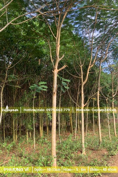 Vườn trồng phượng vĩ quy mô lớn, đường kính đạt từ 10cm trở lên