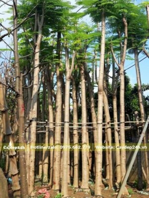 Hàng chục cây hoa Phượng đỏ đã dâm ủ, tay cành đang ra lá mới