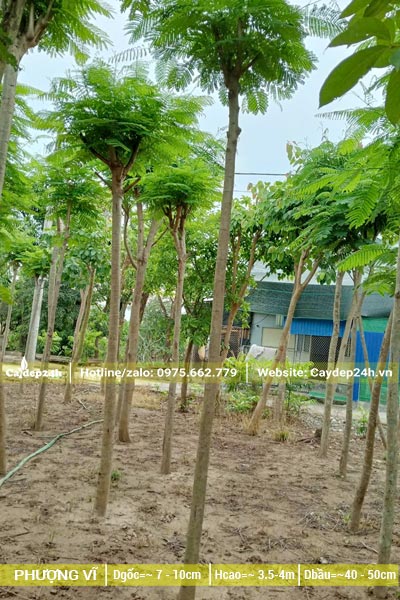 Dâm ủ số lượng lớn Phượng Vĩ công trình đk gốc 7 - 8cm