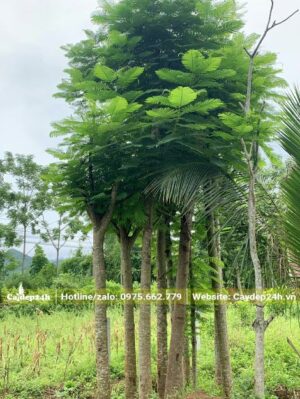 Chục cây hoa Phượng Vĩ dâm ủ hơn 2 năm, đk gốc khoảng 10 -15cm