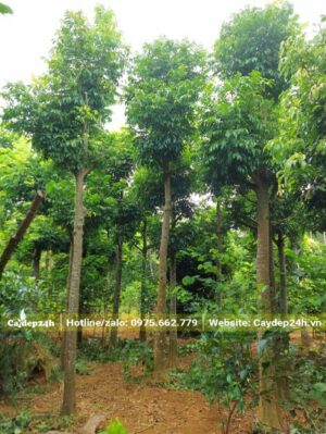 Cây Sâu trưởng thành đã dâm ủ nhiều năm