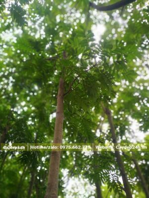Cây Sấu đẹp đường kính thân 5cm
