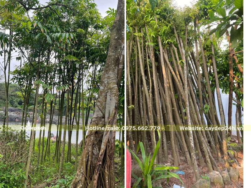 Chọn mua cây cây Sấu công trình đã dâm ủ đường kính thân 5cm