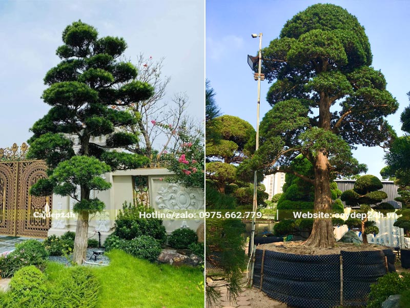 Cây Tùng trồng biệt tự cao tầm 4m, dáng trực, tán phân tầng đẹp