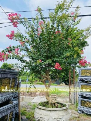 Cây trồng trong chậu cảnh hình tròn đẹp