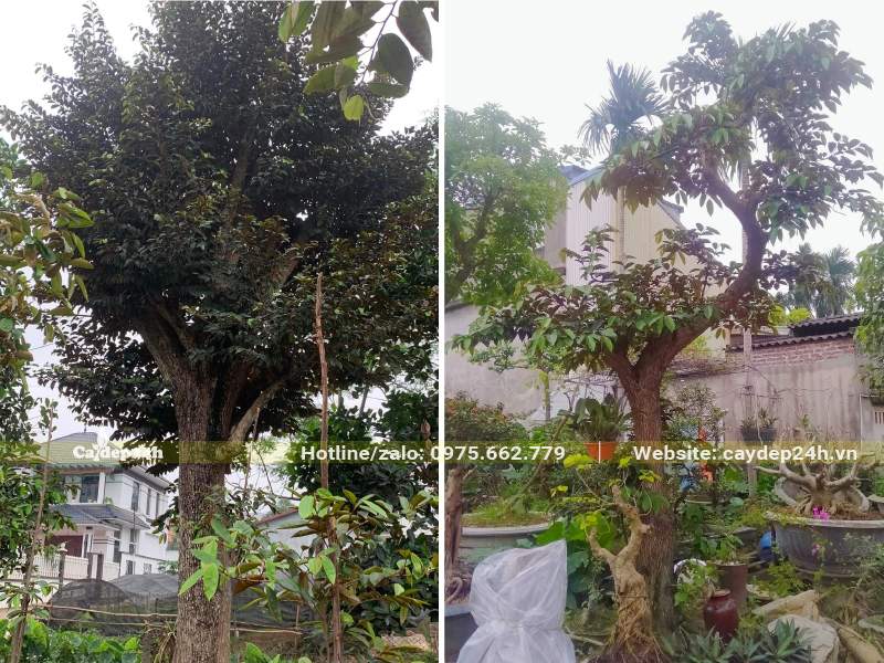 Những cây Vú Sữa dáng đẹp, kích thước lớn