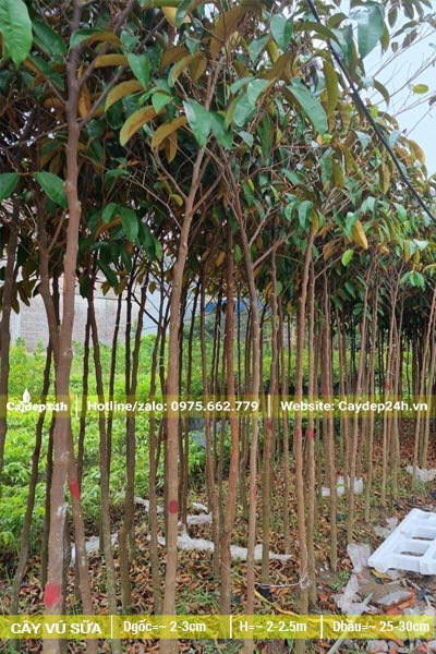 Vú Sữa giống đk gốc 1 - 3cm, thân cao khoảng gần 2m