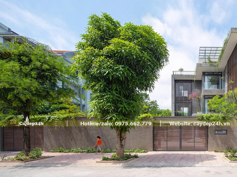 Cây Xoài cổ thụ cao gần 10m, tán lá đẹp không quá rộng