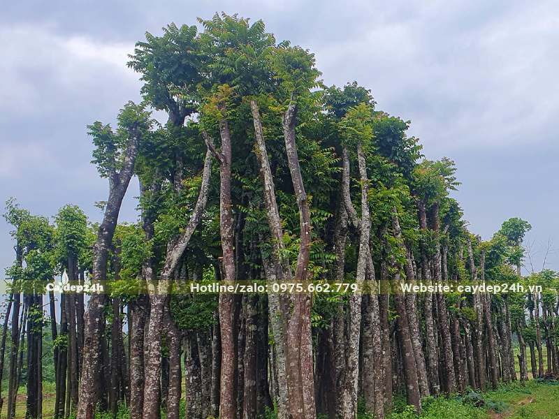 Vườn dưỡng ủ cây Lát Hoa cao hơn 4m