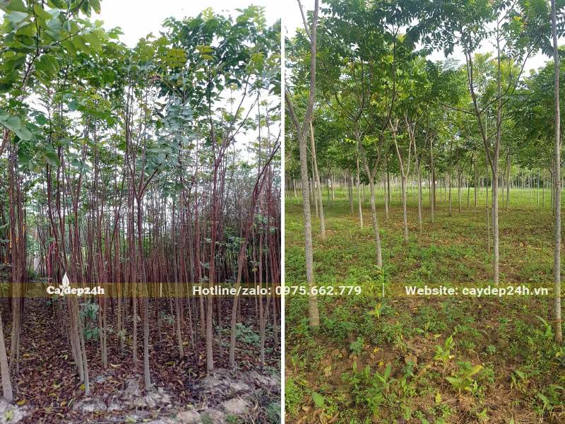 Vườn cây Lát Hoa công trình quy mô lớn