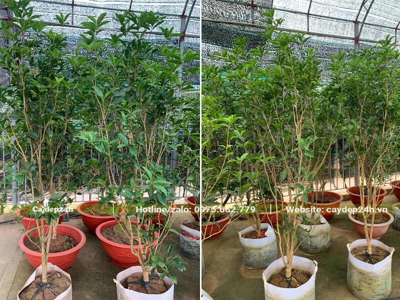 Những chậu cây Mộc Hương kích thước nhỏ, chiều cao khoảng 1 - 1,5m
