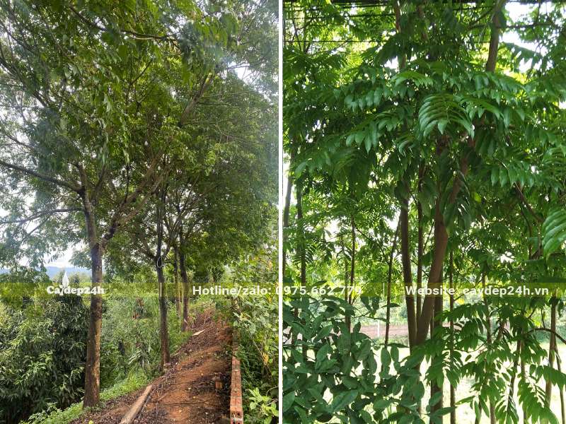 Vườn trồng cây Sấu công trình nhiều năm, kích thước đường kính gốc từ 7cm trở lên