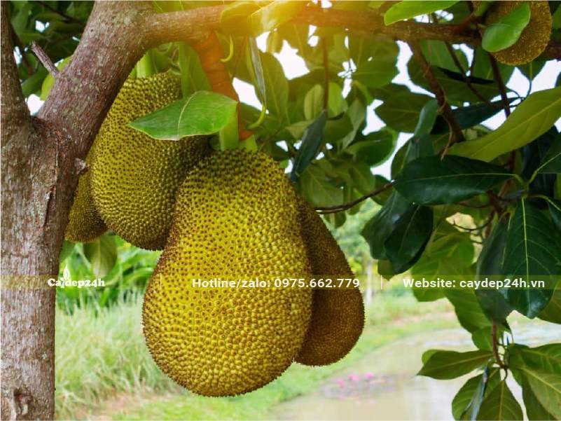 Cành Mít sai trĩu quả