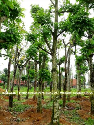 Cây Sấu cổ thụ chiều cao >5m