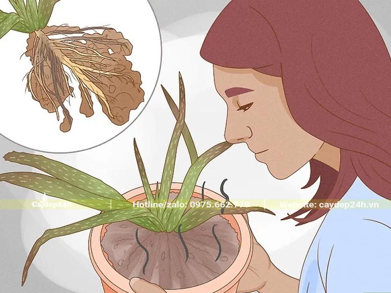 Kiểm tra cây có bị thối rữa hay không thông qua ngửi mùi thối ở rễ