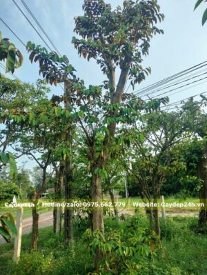 Dưỡng ủ cây Vú Sữa nhiều năm, cây đã tỉa hết tay cành và đang ra chồi mới