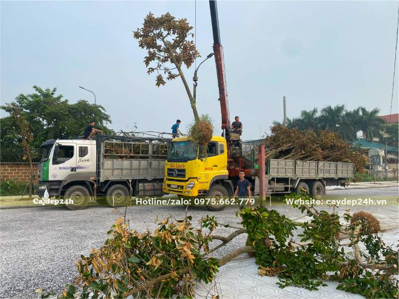 Dùng xe tải lớn có cần cẩu để nâng cây Vú Sữa lên xe