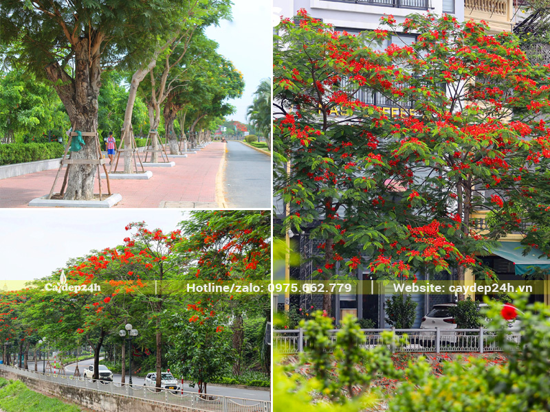 Cây hoa phượng đỏ trồng dọc vỉa hè đường phố