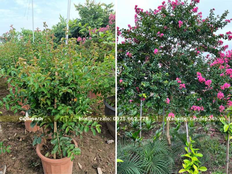 Nhà vườn nơi có sẵn số lượng cây tường vi giống, cây đã trưởng thành cao hơn 2m