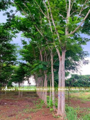 Cây Phượng Vĩ công trình tuyển chọn đường kính gốc 20cm