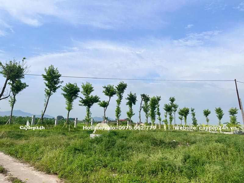Hàng Giáng Hương sau 3 tháng trồng đang ra chồi non và lá mới xanh tươi