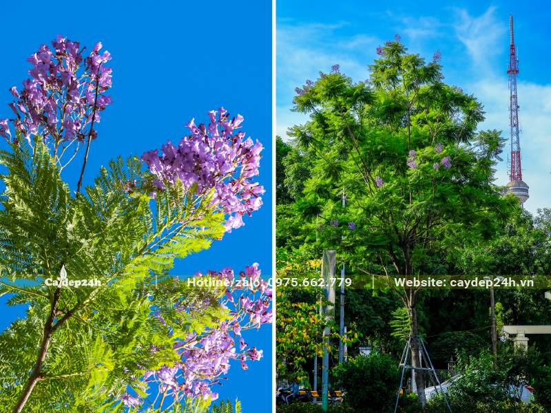 Cây hoa Phượng Tím trồng công trình đang ra hoa