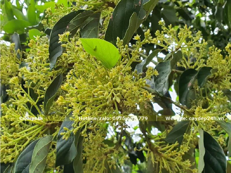 Cây Bơ đang mùa hoa rộ nhất