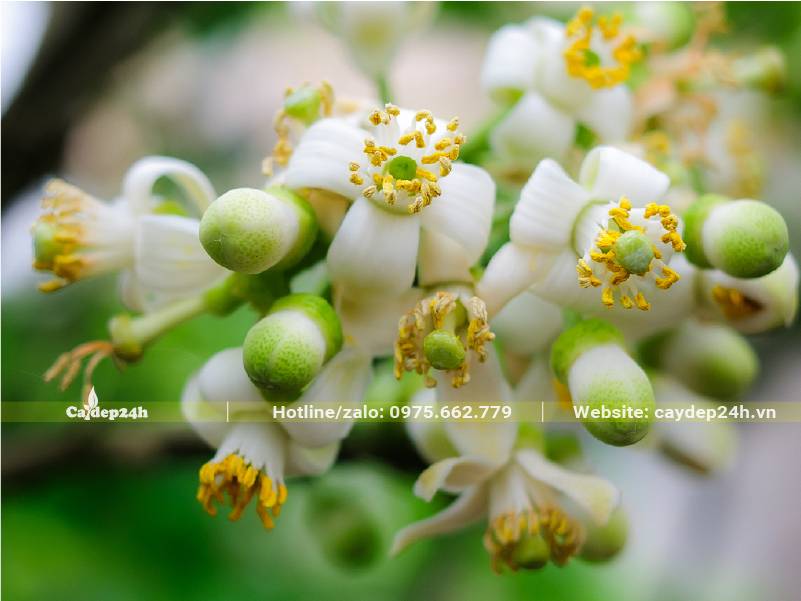 Chùm hoa bưởi xinh xắn tỏa hương thơm ngát