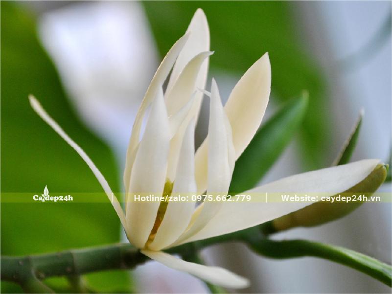 Bông hoa Ngọc Lan trắng mọc trực tiếp từ cành gần như không có cuống